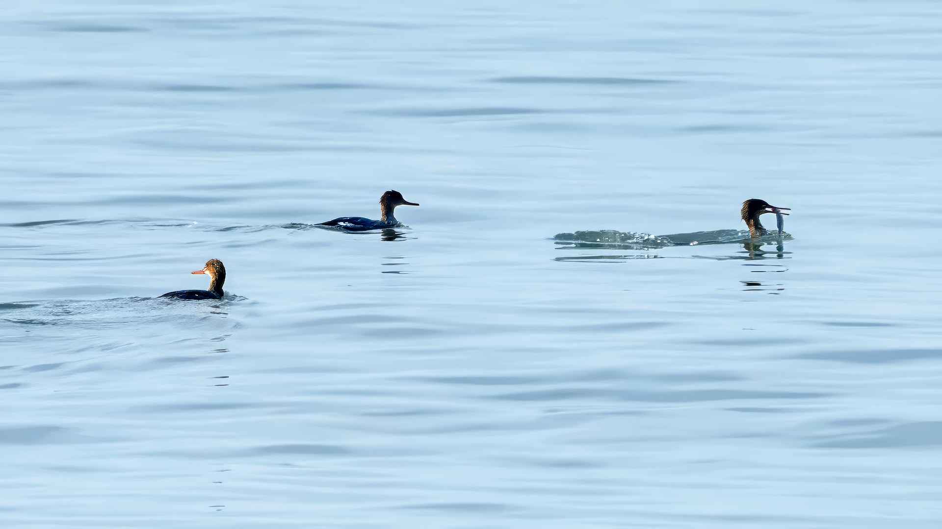 Red-breasted Merganser